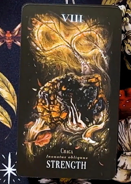 Midnight Magic: A Tarot Deck of Mushrooms